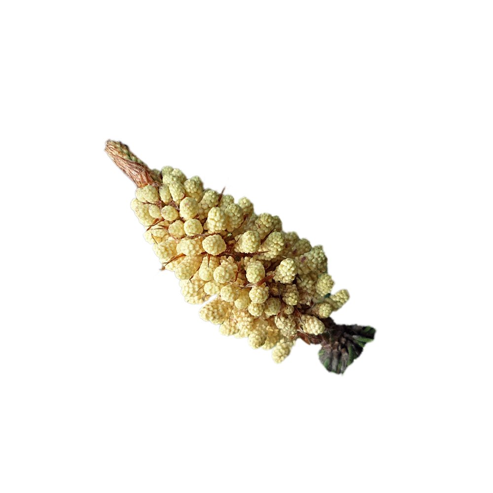 Pinus massoniana broken‑cell pine pollen macro photography