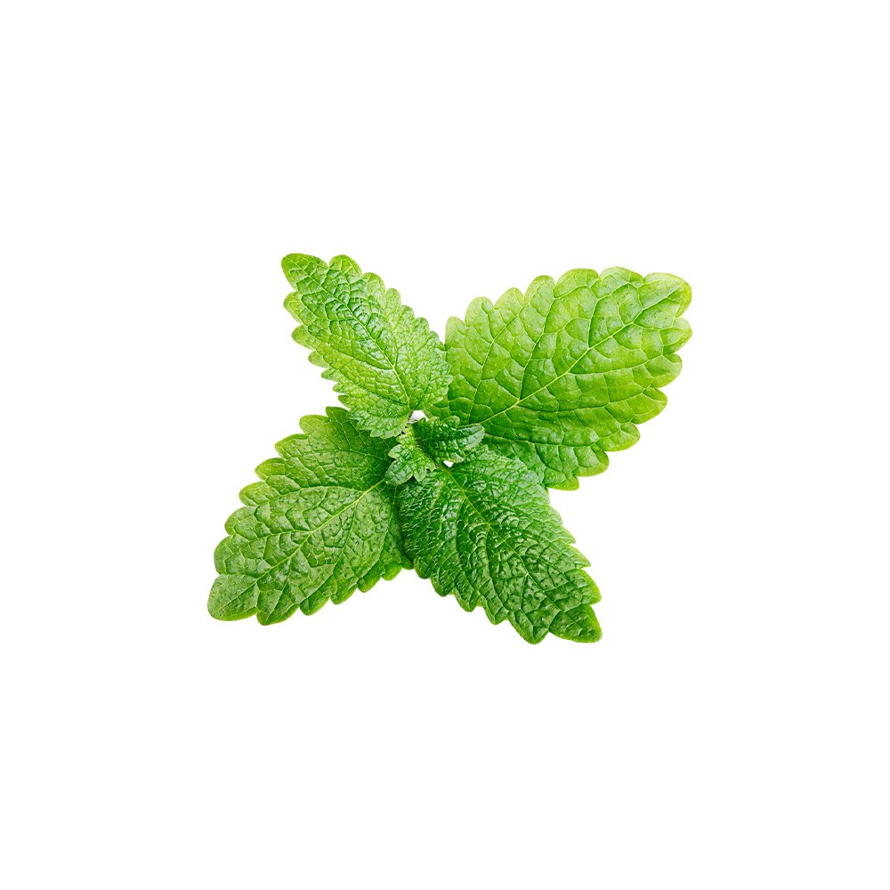 Melissa officinalis dried herb powder macro photography